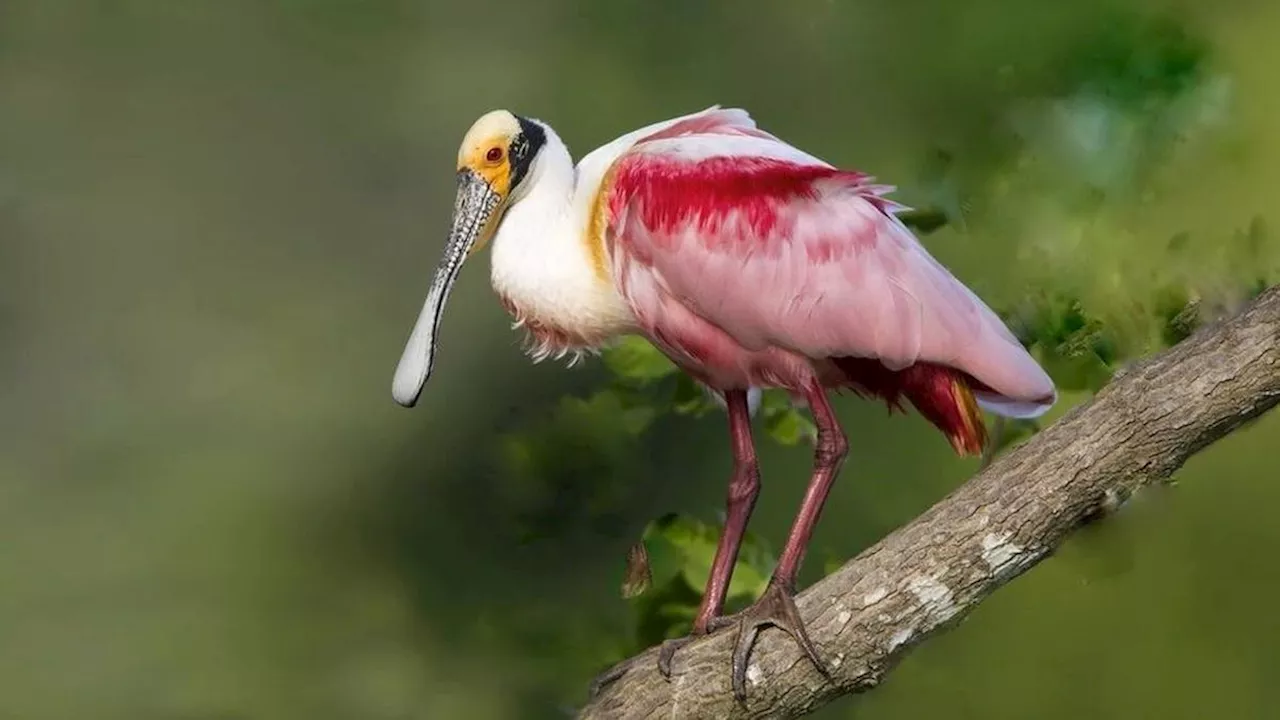 Content: 10 Burung dengan Paruh Terpanjang di Dunia, dari Lurus bak ...