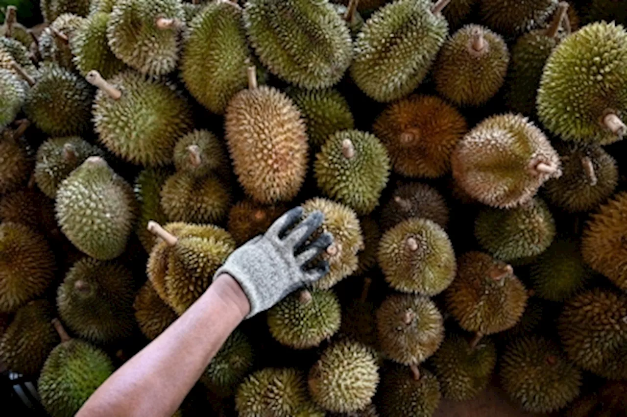 Malaysia expected to export fresh durian to China by October this year, says deputy minister