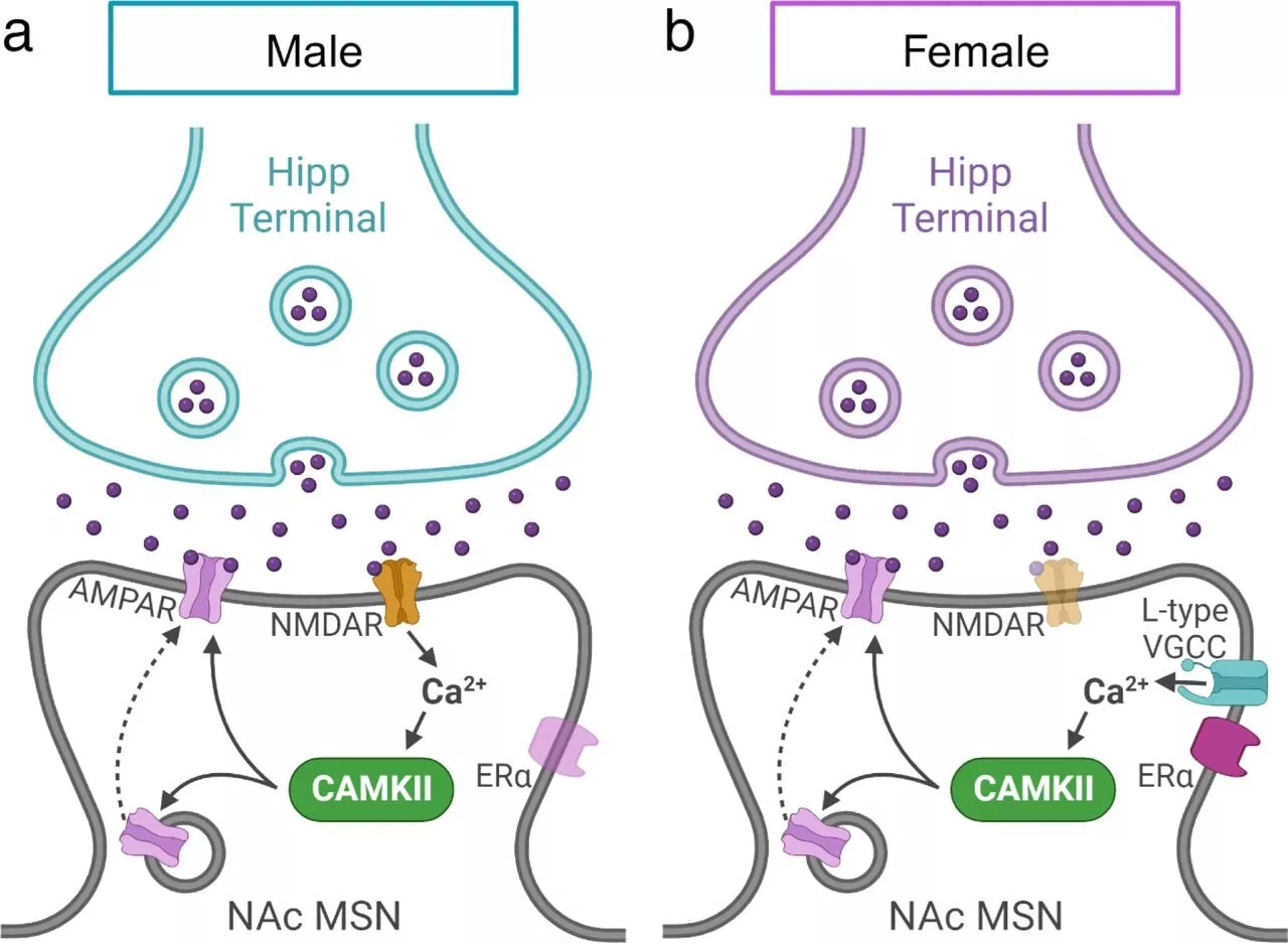 'Hidden' sex differences in neurological reward pathways suggest opportunity for improved psychiatric therapeutics