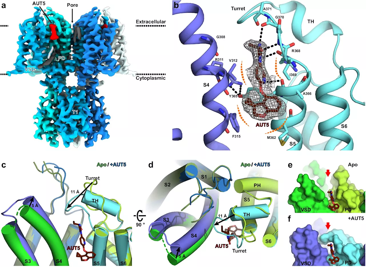 New study sheds light on potassium channels to help researchers design better drugs