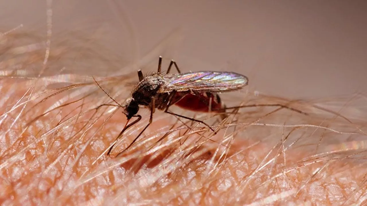 Dengue Surge in US Cases This Year