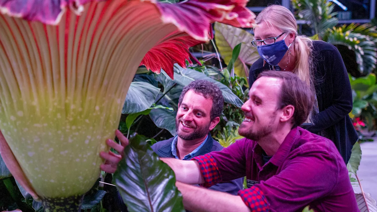 This corpse flower is about to bloom in a foully fragrant fashion