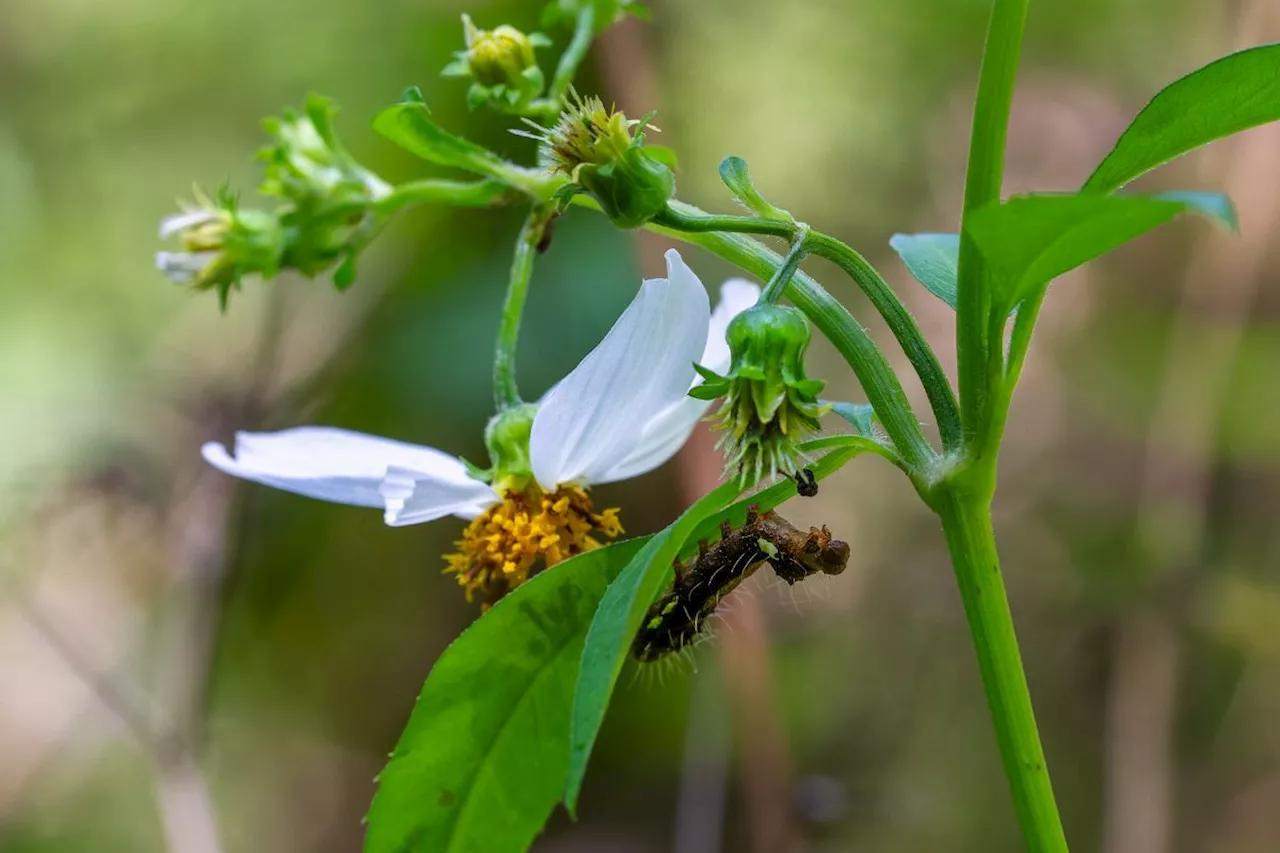 Goodbye pests: easy hacks to banish bugs from your garden once and for all