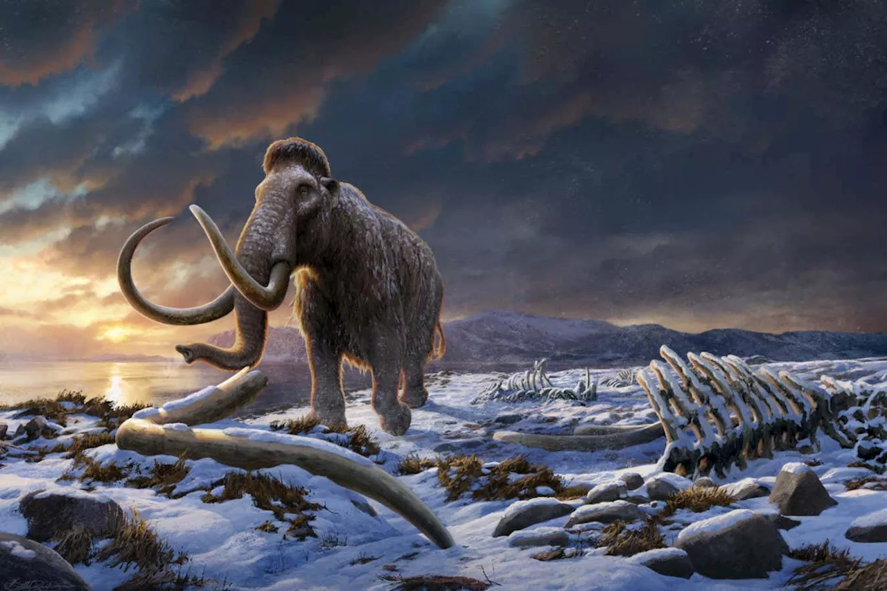 The last woolly mammoths on Earth died from bad luck, not inbreeding