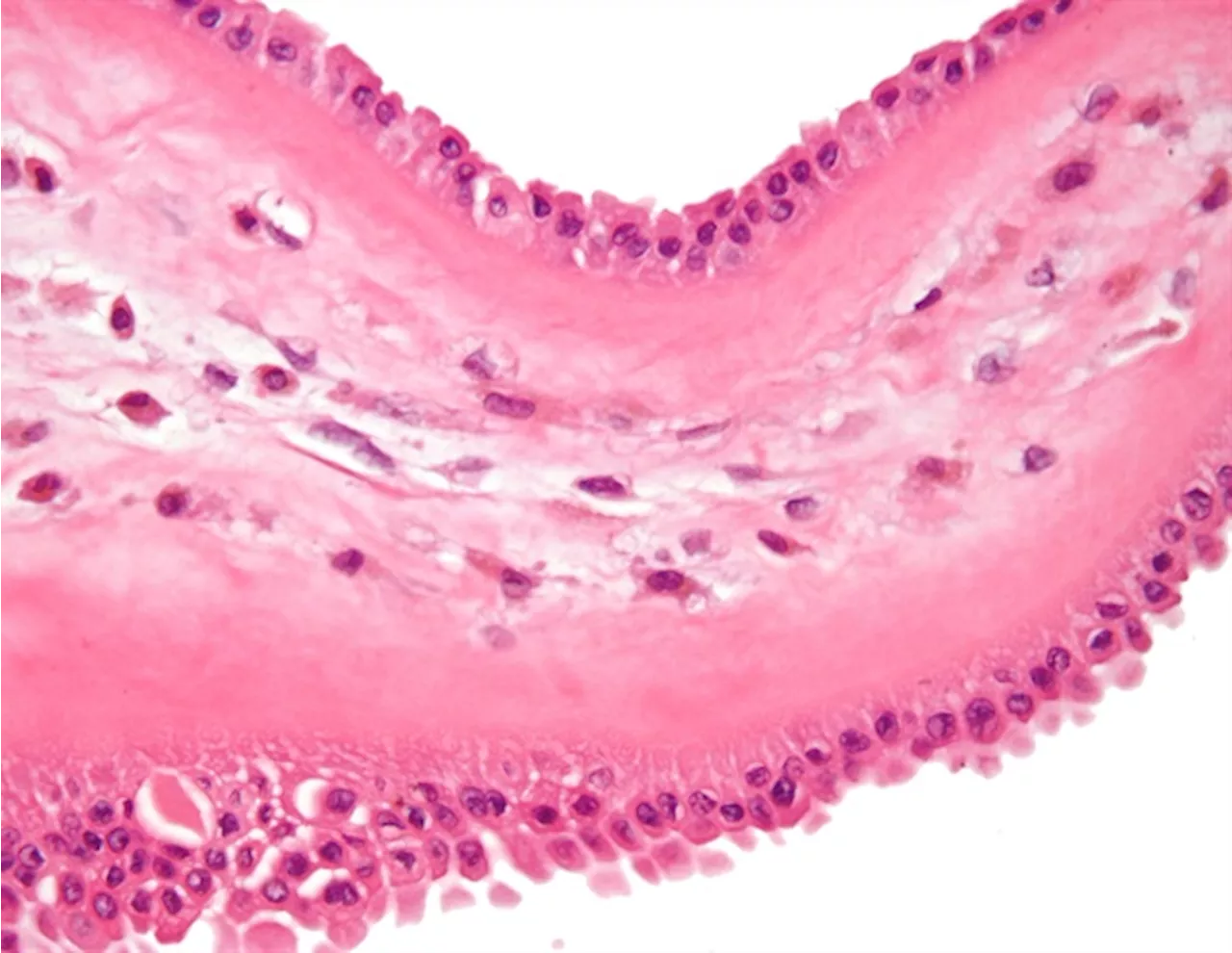 A unifying marker streamlines macrophage research across age and sex