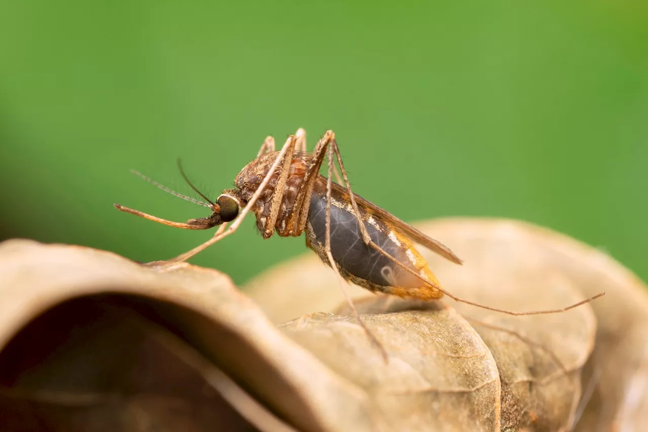 CRISPR-based genetic technique eradicates malaria mosquitoes with over 99% efficiency