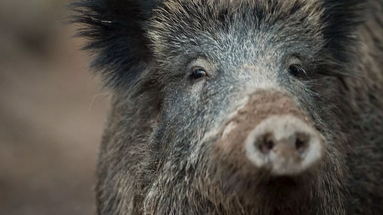 Hessen: Sieben Wildschweine positiv auf Schweinepest getestet