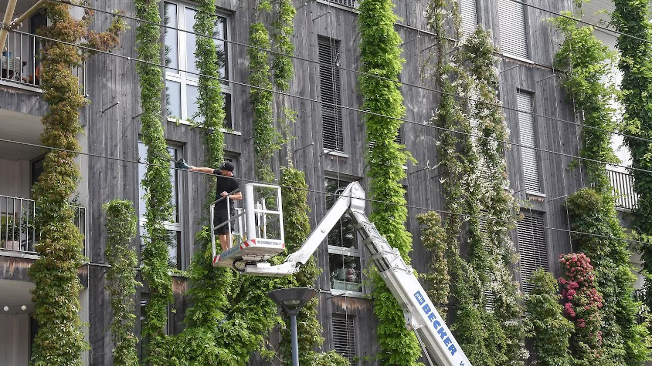 Zahl der 'Green Jobs' steigt: Deutschlands Ökobranche knackt 100-Milliarden-Euro-Marke