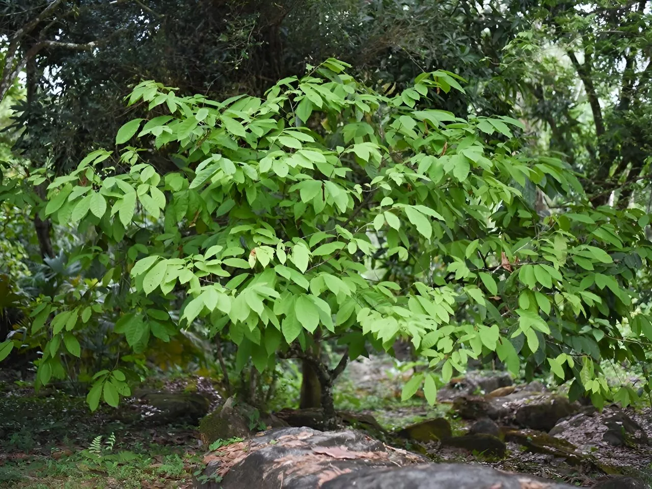 Researchers compile Cacao Gene Atlas to help plant breeders boost chocolate tree