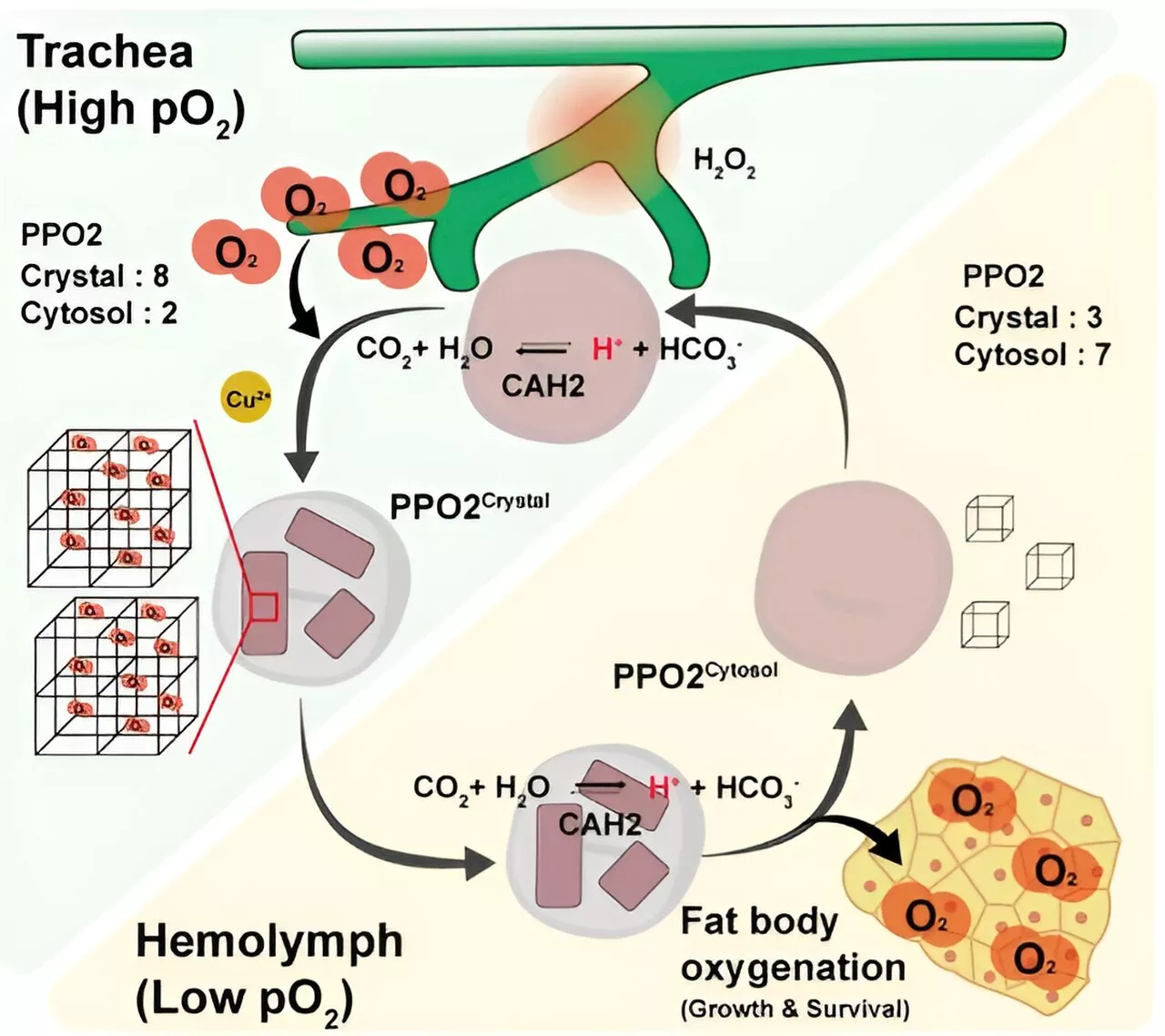 Researchers determine that crystal cells in fruit flies help transport oxygen throughout the body