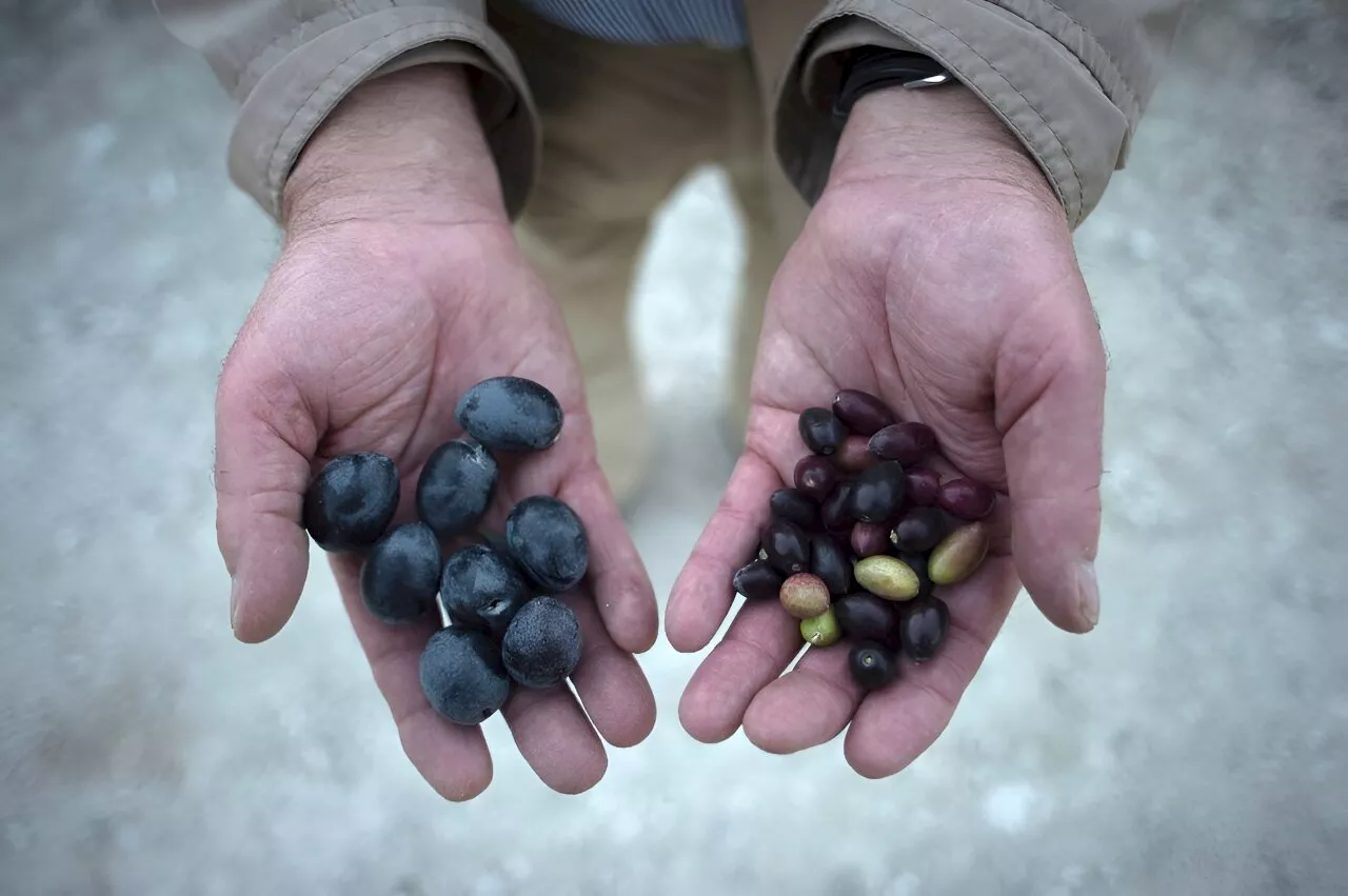 'Stress test': Olive oil producers adapt to climate change