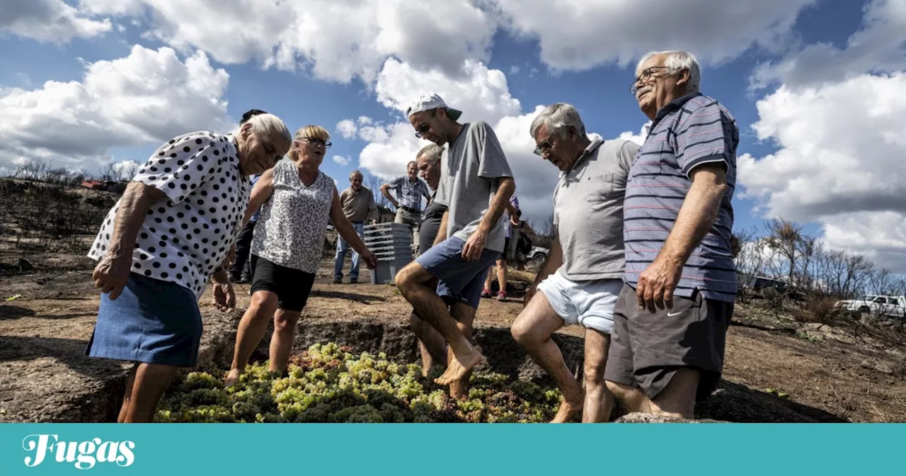 Aqua Wine Fest regressa a Chaves: há Vinho dos Mortos e vinhos de lagares rupestres