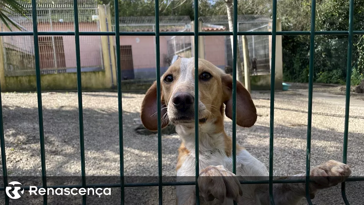 Câmara de Lisboa aprova criação de cemitério municipal para animais de companhia