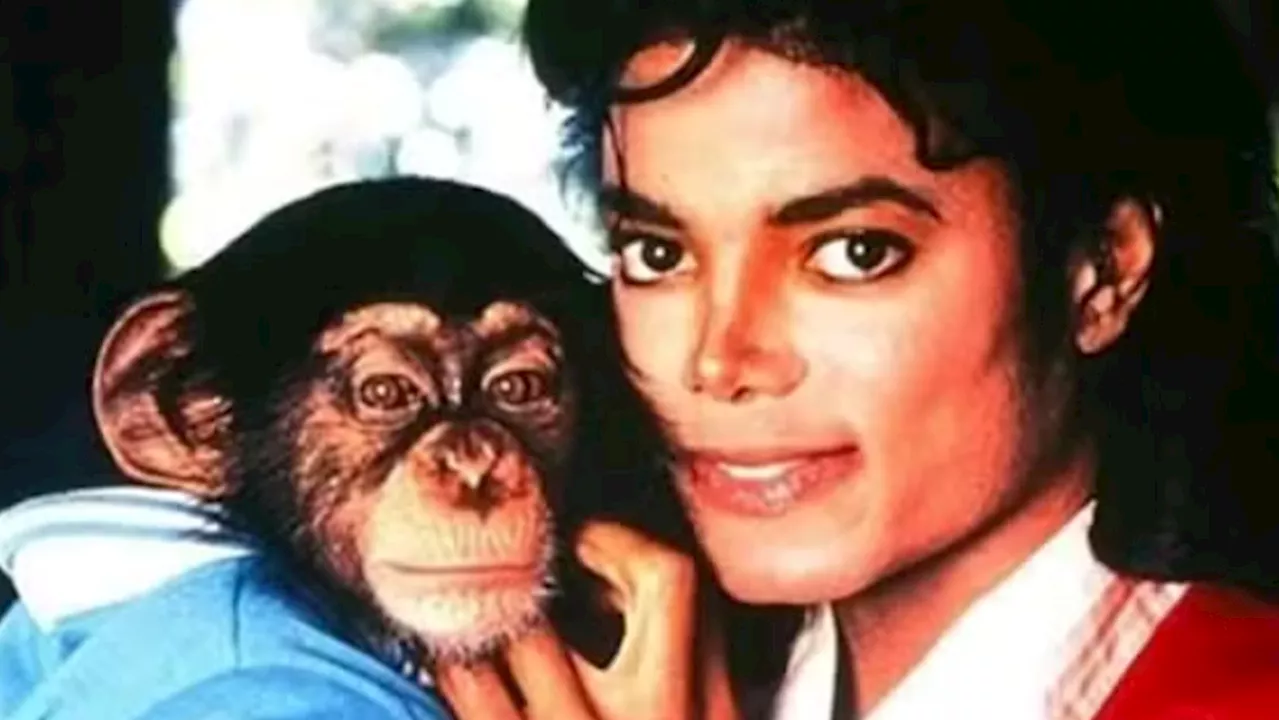 Bubbles, chimpanzé de Michael Jackson, recebe R$ 163 mil por ano após a morte do artista