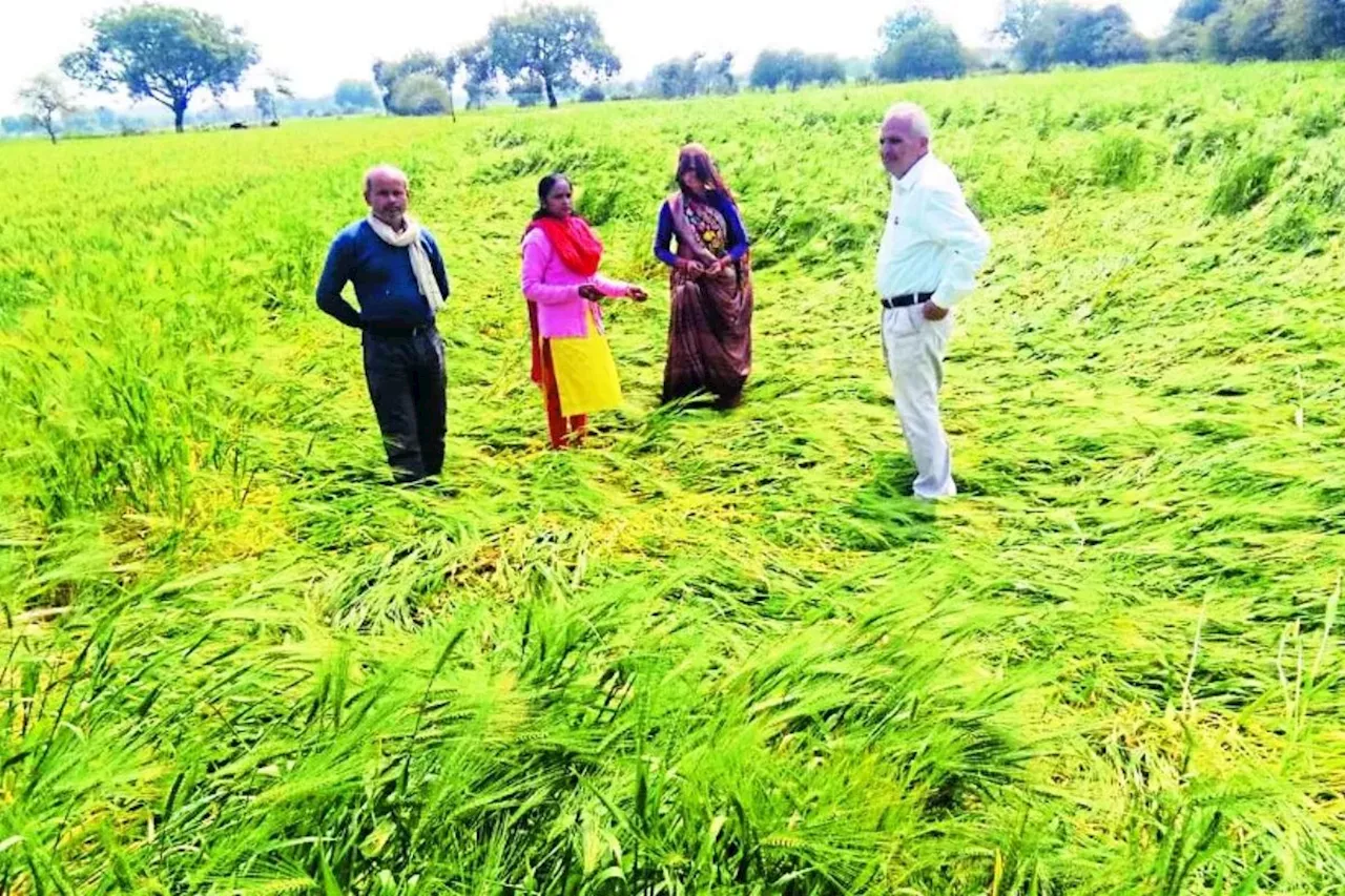 कृषि विभाग ने किसानों को दी चेतावनी, कपास का उत्पादन हो सकता है प्रभावित