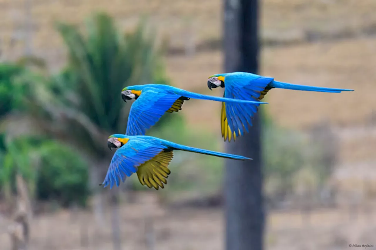 New study reaffirms Indigenous lands key to mitigating climate change in Brazil