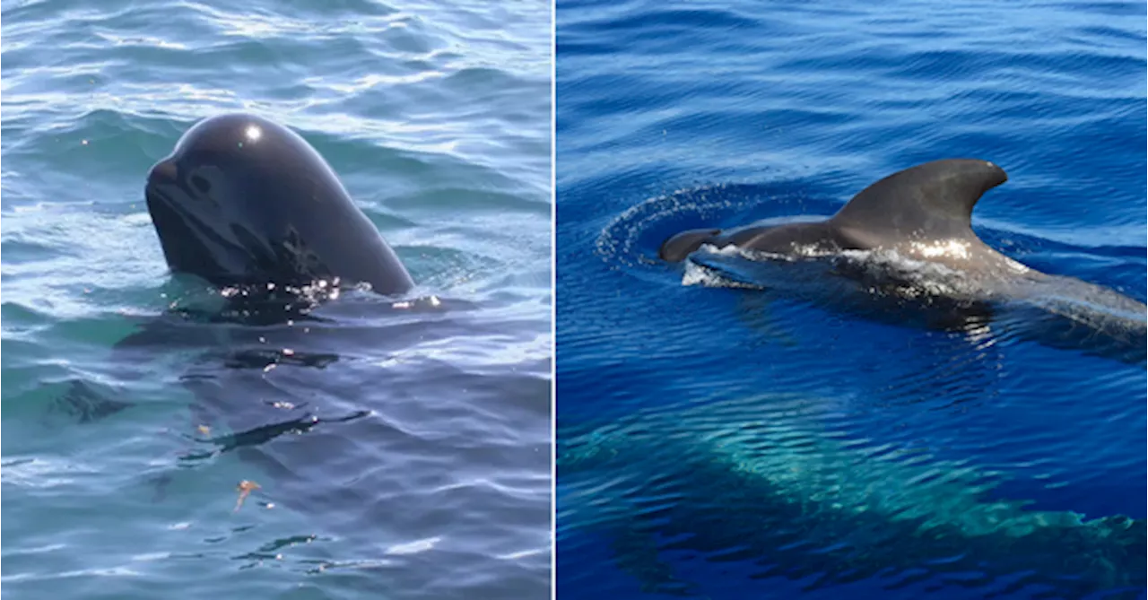 Did You Know: There Are Wild Pilot Whales In Malaysia & You Might Spot Them