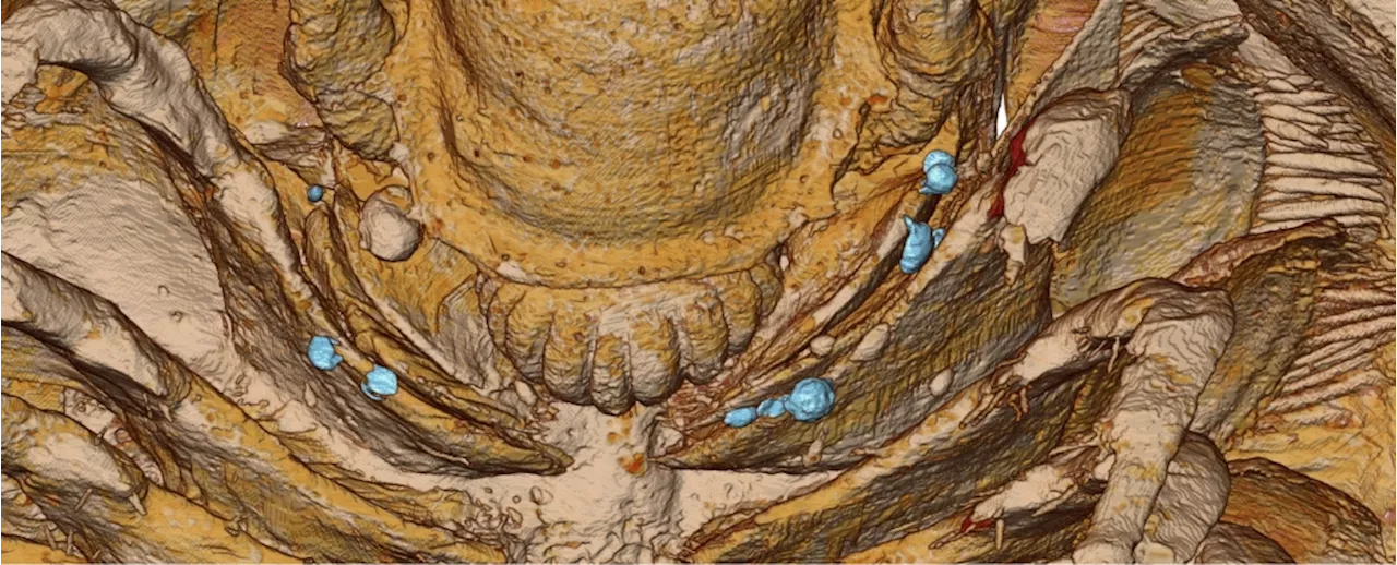 Never-Before-Seen Trilobite Anatomy Preserved by Pompeii-Like Ash in Morocco