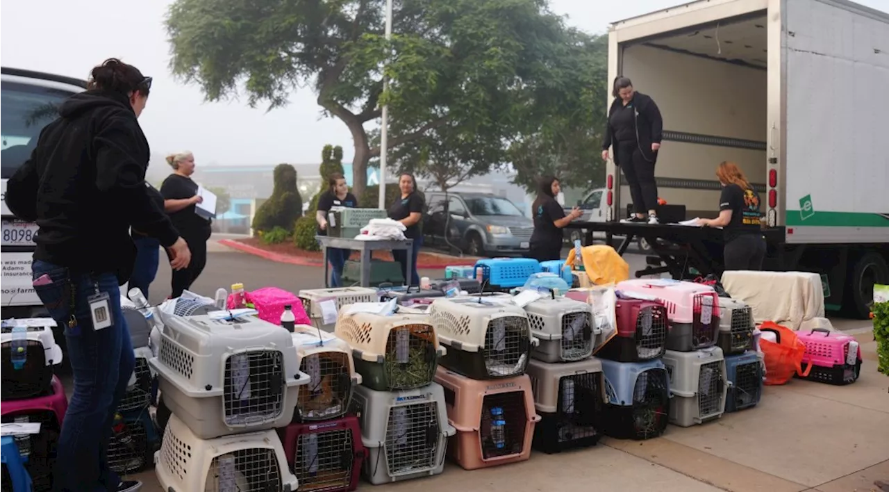 Kudos to Humane Society for transporting cats to new home