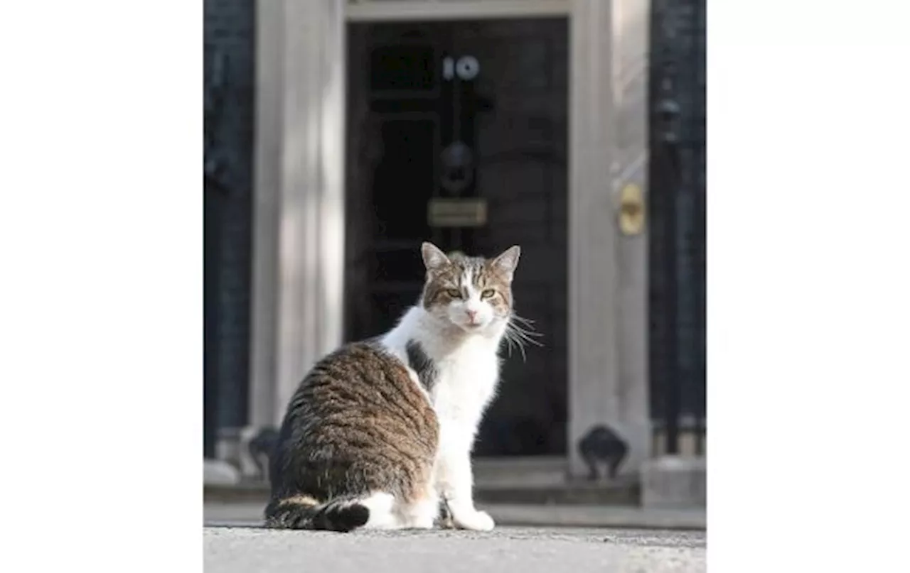Britain's true ruler? Larry the Downing Street cat