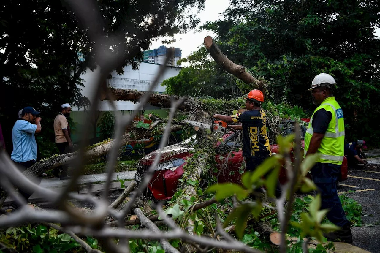 Five deaths and nine injuries involving falling trees in KL since 2017, says PM's Department