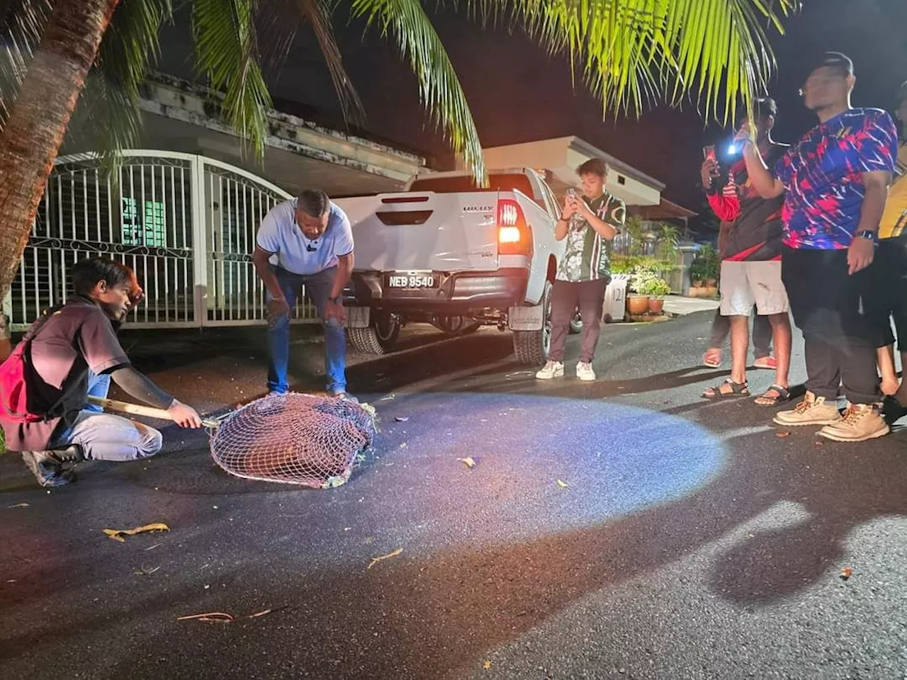 Negri Sembilan government looking for more shelters for stray dogs