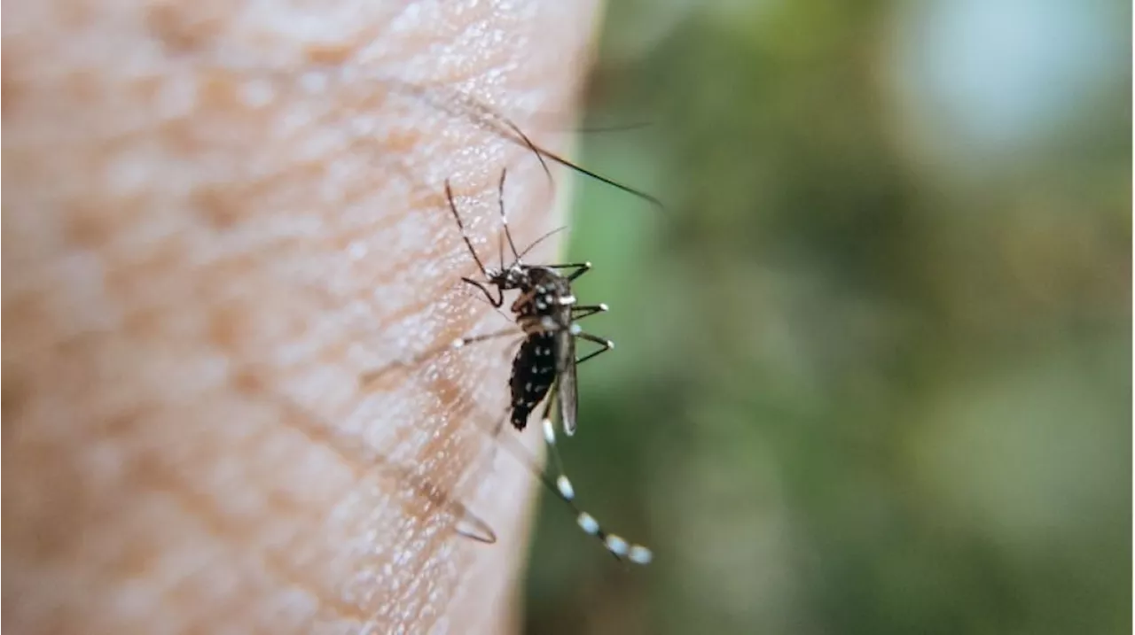 Dengue Slayers Challenge: Mencetak Generasi Muda Jadi Pelopor Pemberantasan DBD