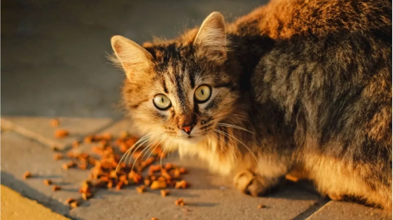 Nagita Slavina Bagikan Tips Milih Makanan Kucing: Gak Boleh Sembarangan!