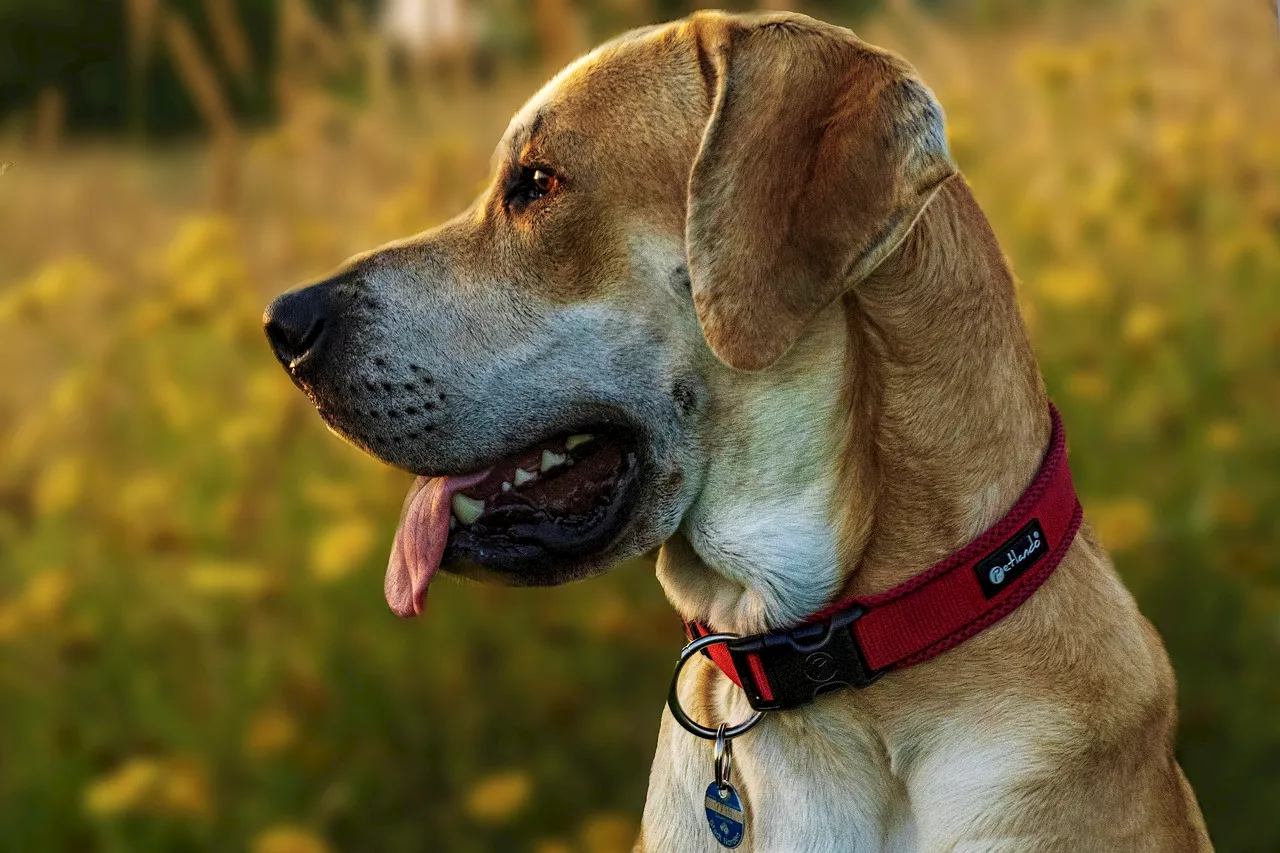 A guide to choosing the right dog collars