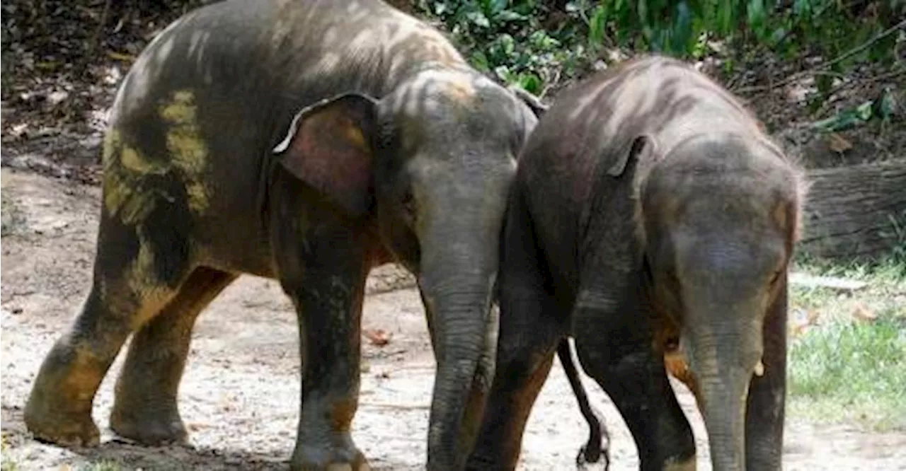 Bornean elephants endangered due to human activity, wildlife experts say