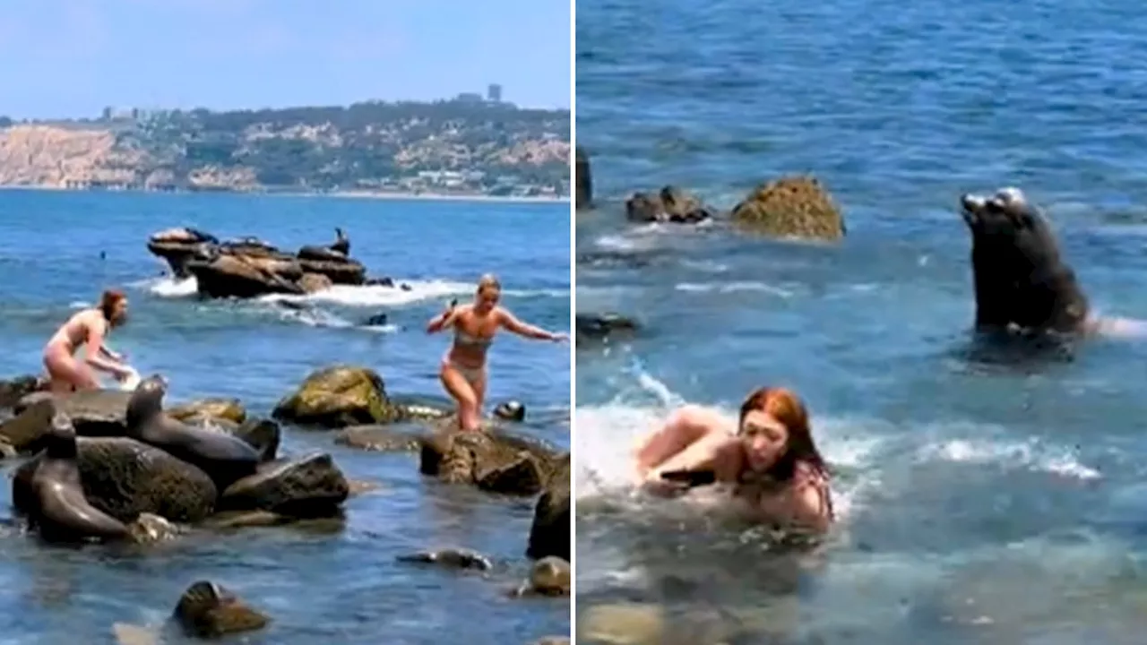 Girls Chased by Sea Lions in La Jolla After Getting Too Close