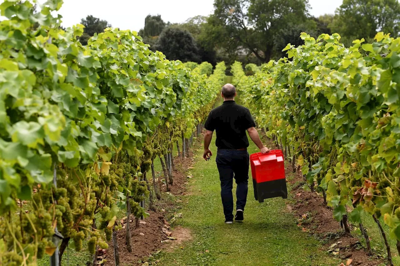 Dunesforde Vineyard: Yorkshire vineyard scoops gold at Wines of Great Britain Awards 2024