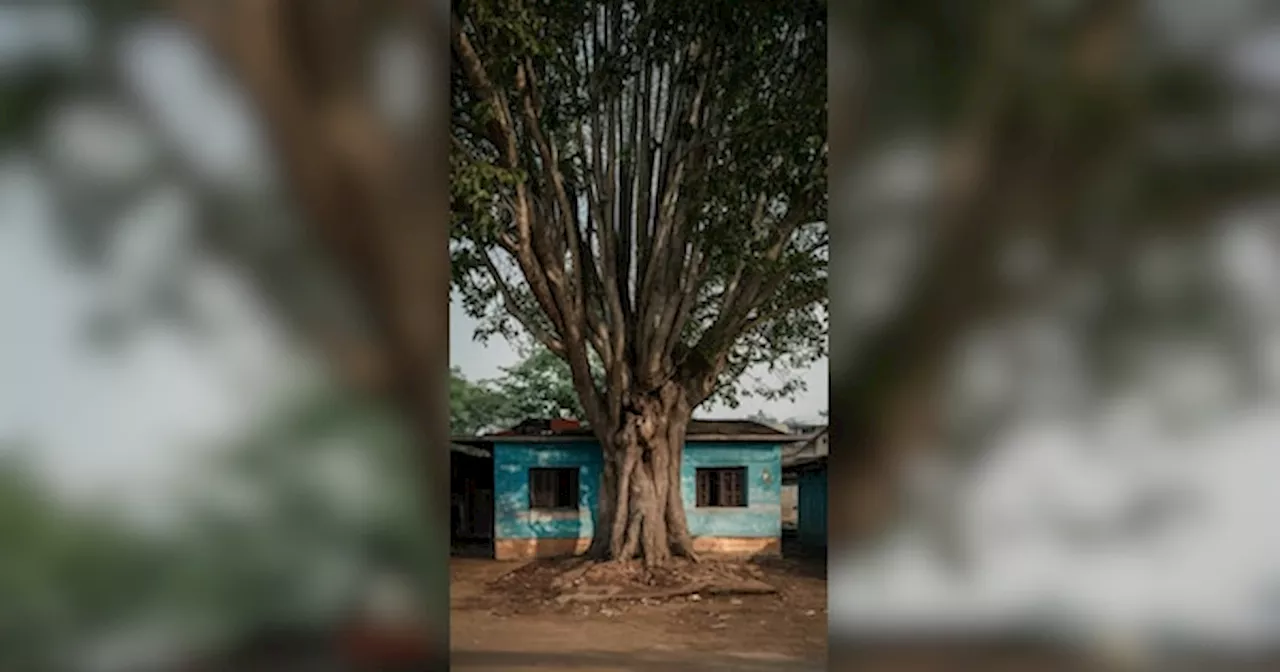 अगर घर पर पड़ता है इन चीजों का साया तो संभल जाएं, बढ़ सकता है कर्ज