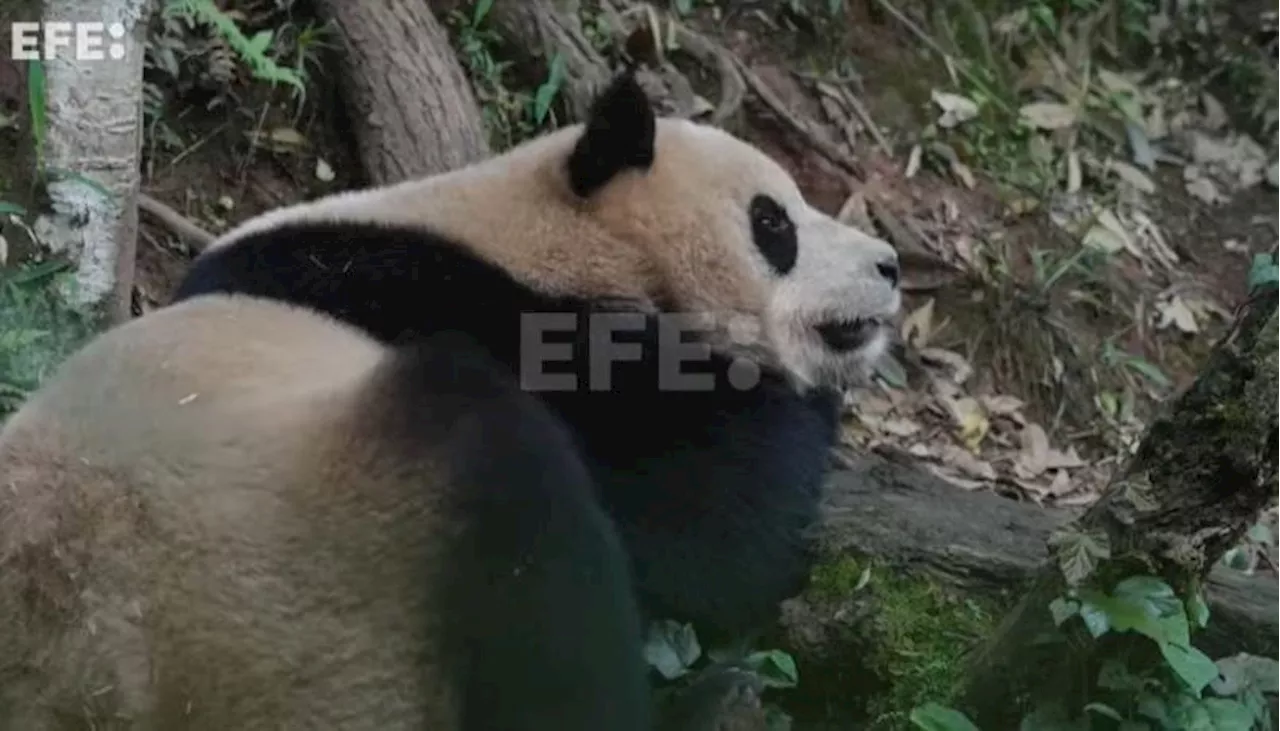 China envía a una pareja de pandas a un zoológico de Estados Unidos