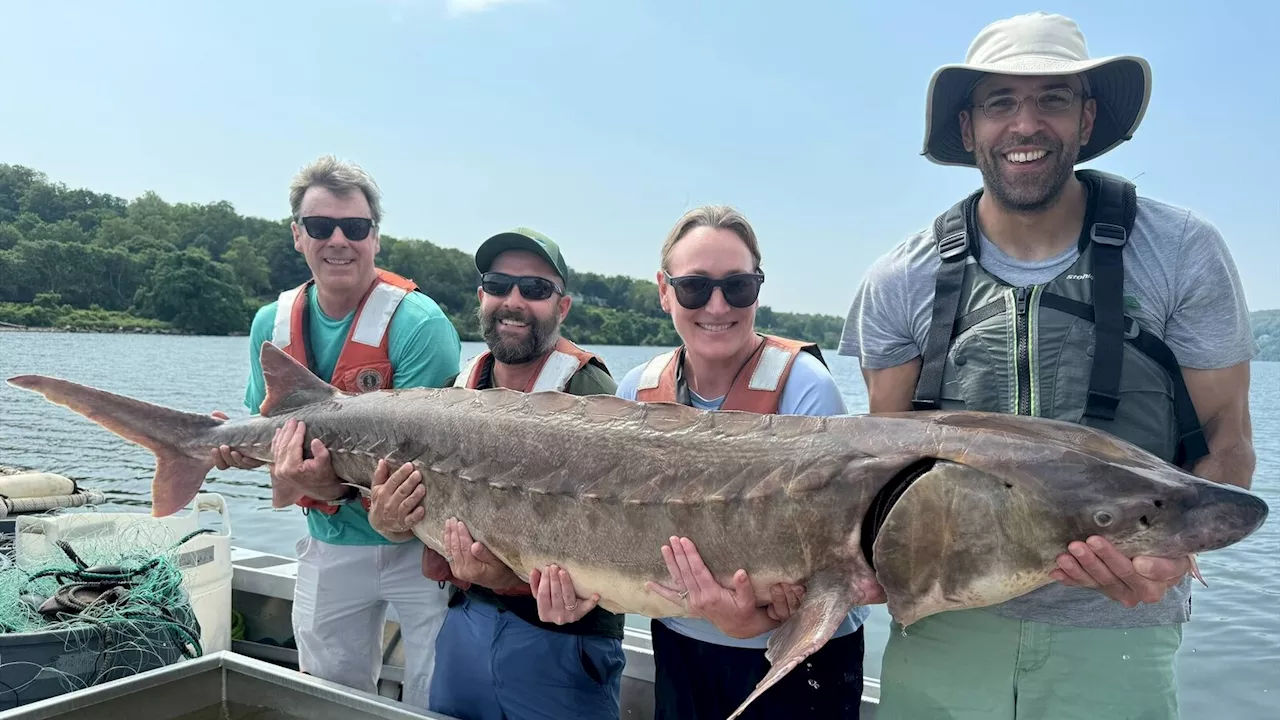 Gigantic fish measuring 6 feet and weighing 220 pounds caught in Hudson River