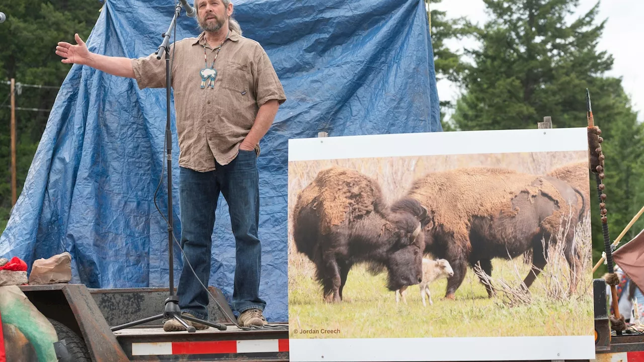 Yellowstone officials: Rare white buffalo sacred to Native Americans not seen since June 4 birth