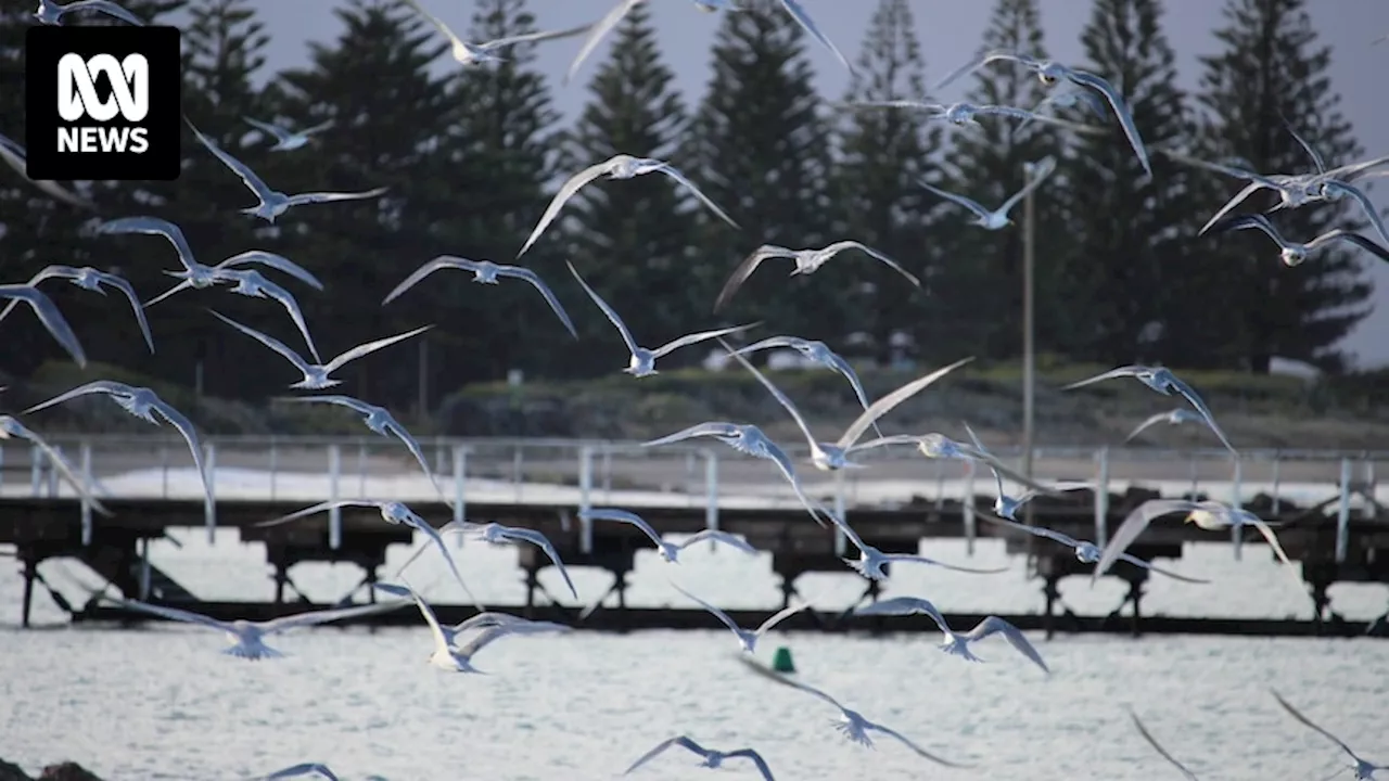 Changing climate blows rare birds onto South Australian shores for first time, says Birds SA