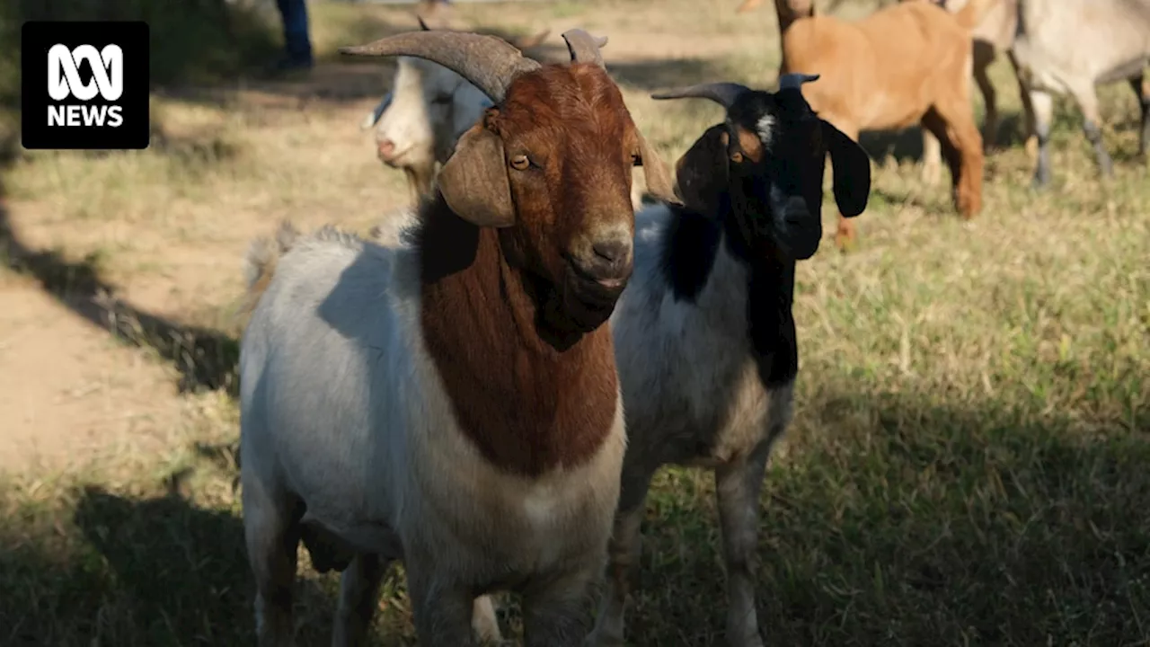 Goat abattoir reopening attracts 200 workers and a boom for Bourke businesses