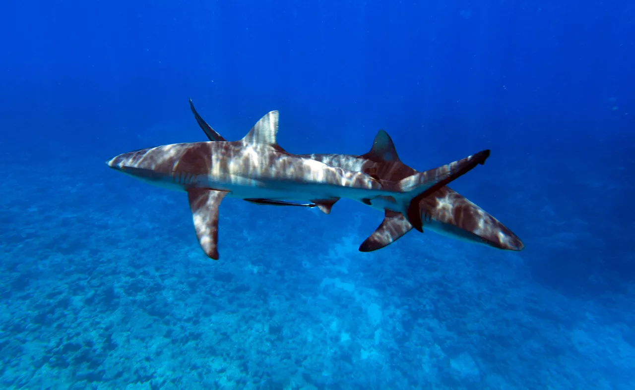 Nouvelle-Calédonie : un homme meurt par noyade, avant d'être attaqué par des requins