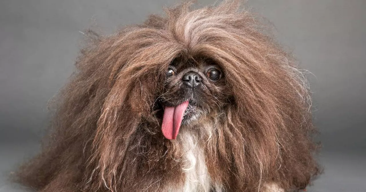 Toothless dog named Wild Thang just won World’s Ugliest Dog contest