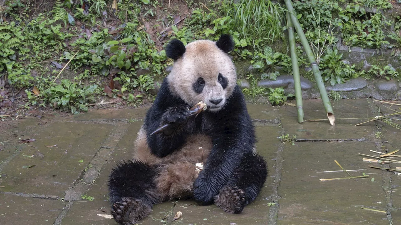 Pair of giant pandas from China arrive safely at San Diego Zoo