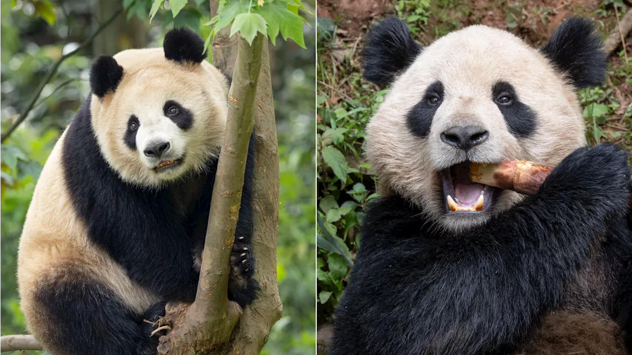 Giant pandas arrive safely from China at the San Diego Zoo