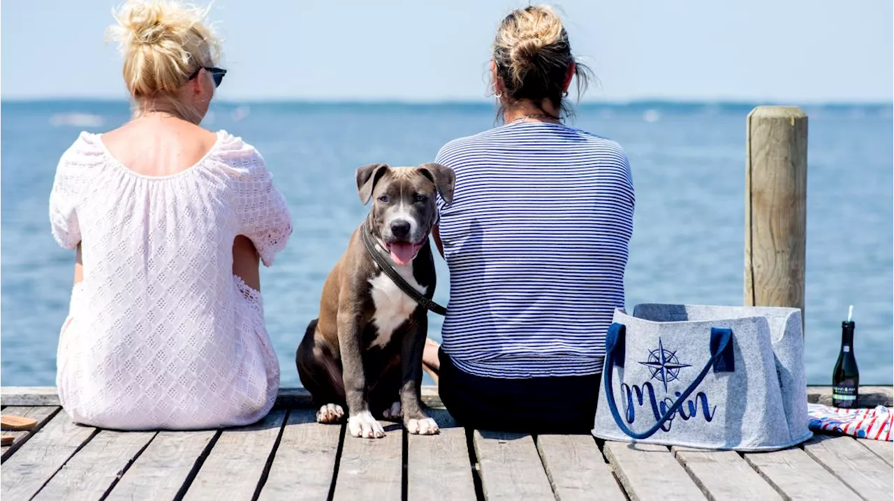 Hundestrand am Gardasee: Wo dürfen Hunde baden?