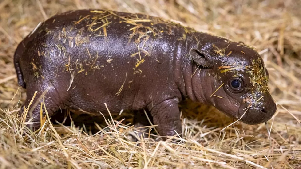 Zoo Berlin sucht Namen für neugeborenes Mini-Hippo