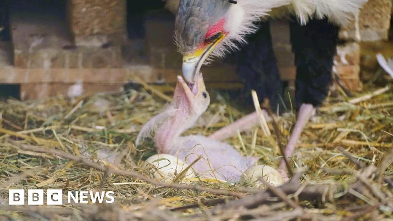 Endangered secretary bird born at Longleat Safari Park