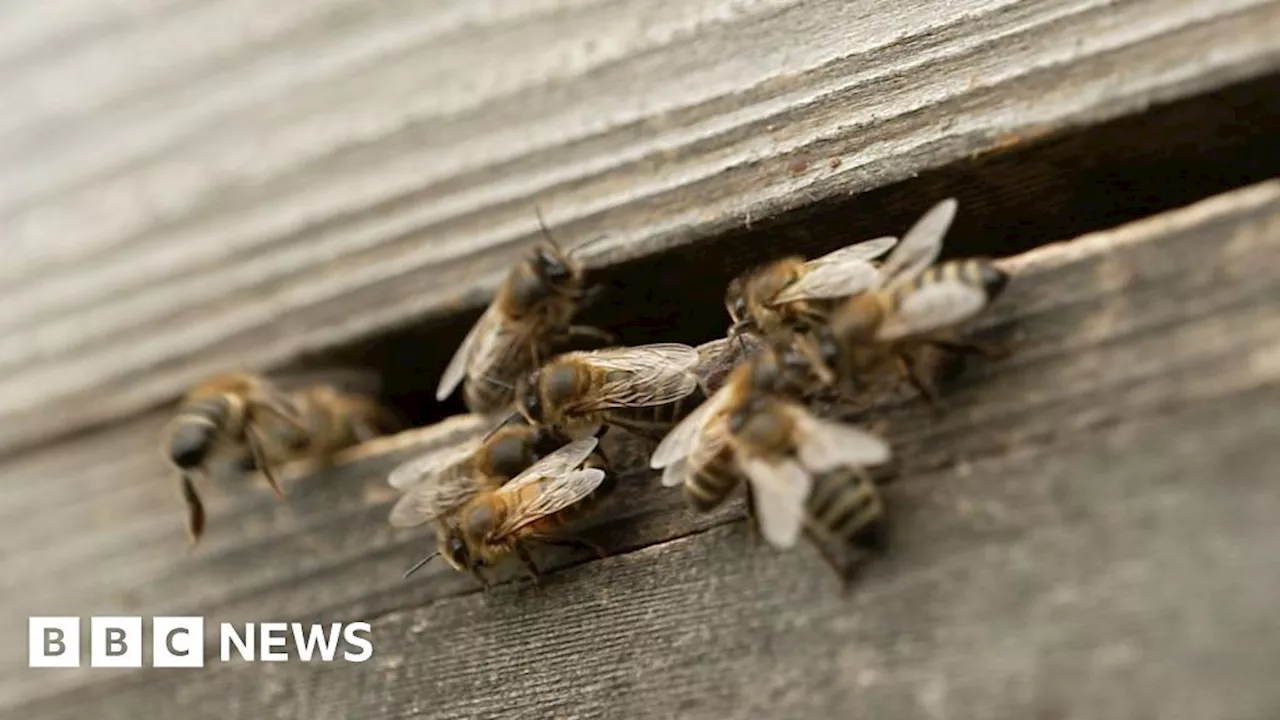 Ukraine: How beeswax could help war-hit families save food