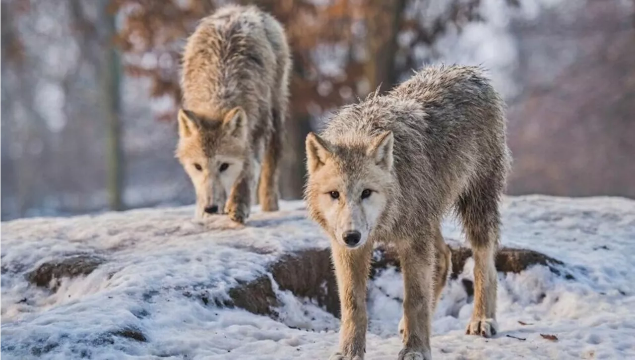 Kvindelig løber angrebet og skambidt af ulve: Nu klager hun over dyrepark