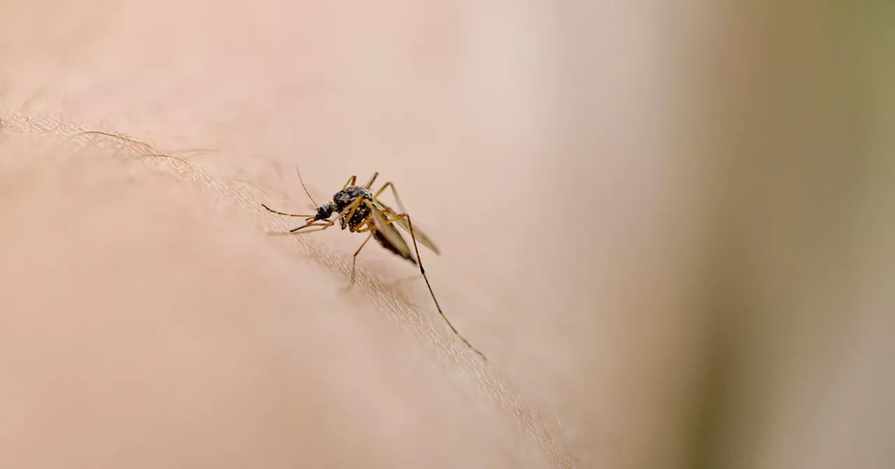 Mosquitos test positive for West Nile virus in Chicago suburb