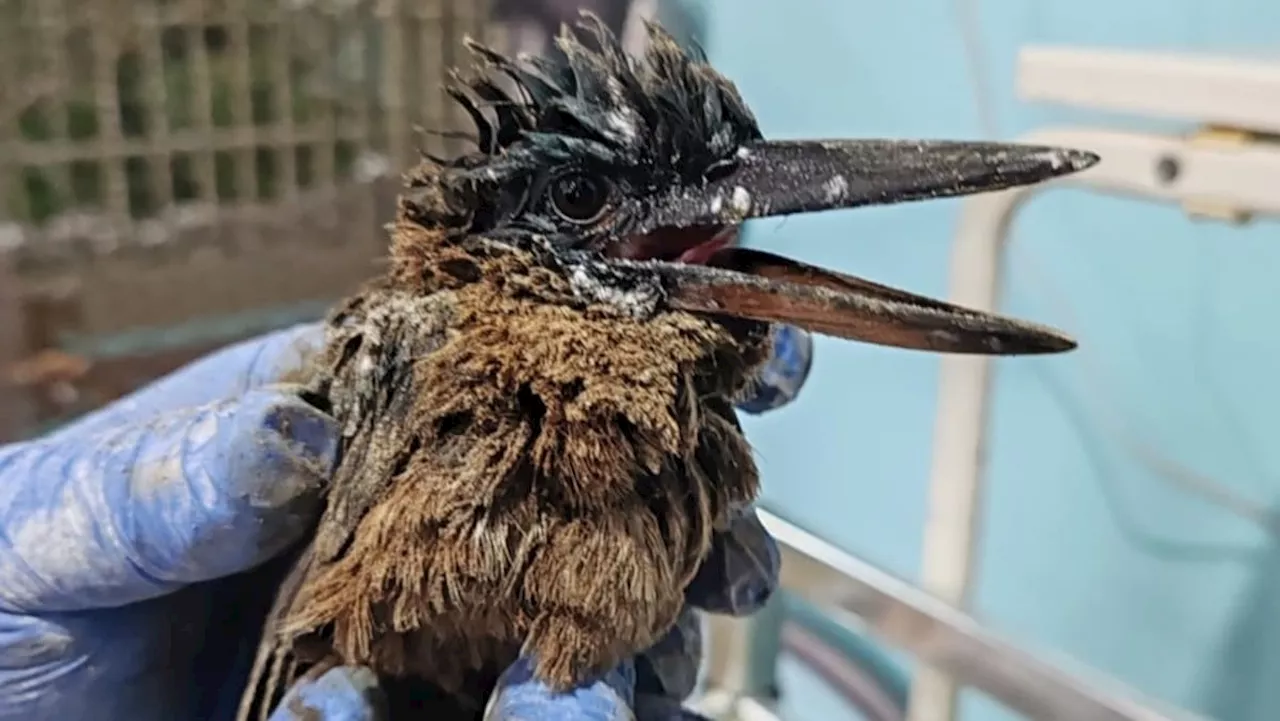 Two kingfishers affected by oil spill recovering well, to spend more weeks under care