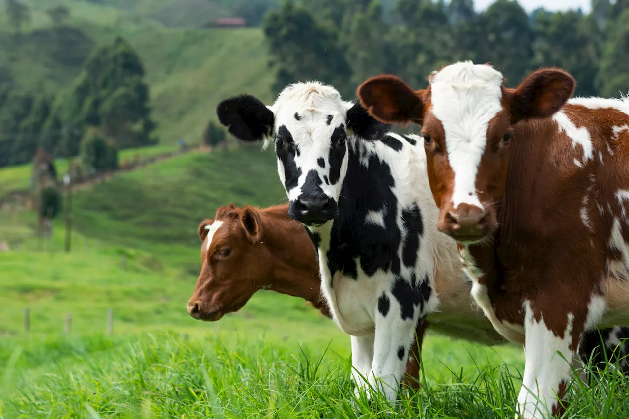 Randonnée mortelle pour une mère de famille prise pour cible par des vaches